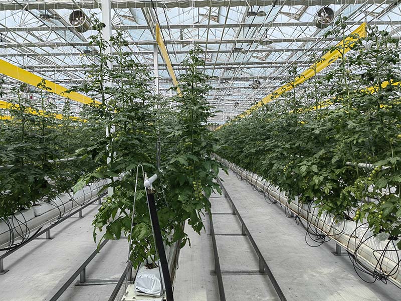 荷兰模式栽培
